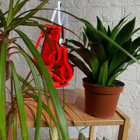 'Boxing Gloves' Glass Neon Sign